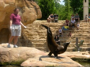 sea lion doing a hand stand