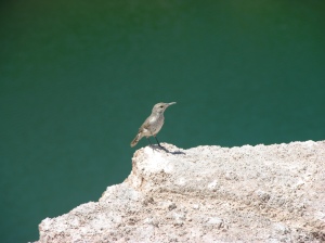 a bird on the rocks